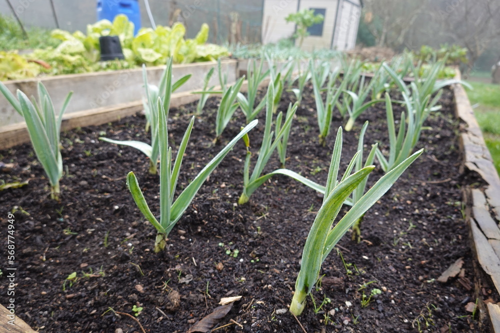 Cultivo del ajo en el huerto urbano familiar ecológico Stock Photo