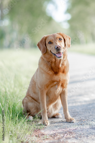 Hund beim Spaziergang im Park, Sommer in der Natur, Toller © Jana Weichelt