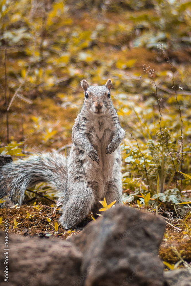 Squirrel looking into the camera Squirrel looking into the camera