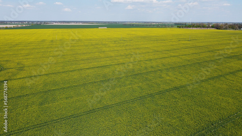 Rapeseed field in spring 