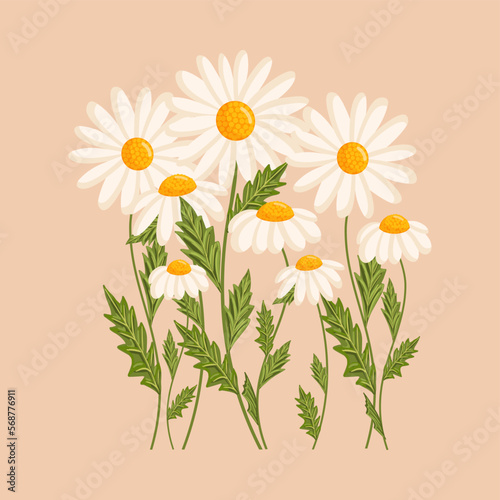 Several chamomile flowers grow. Botanical vector isolated illustration for postcard, poster, ad, decor, fabric and other uses.