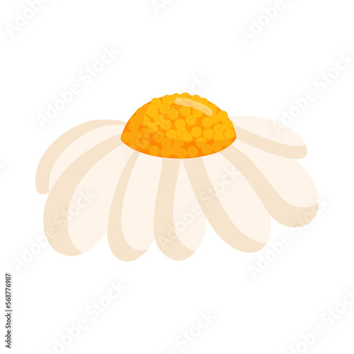 Chamomile flower. Botanical vector illustration isolated on white background for postcard, poster, ad, decor, fabric and other uses.