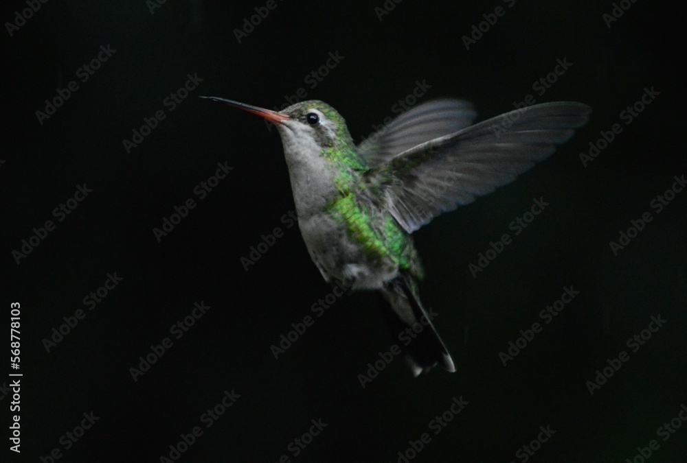 Fototapeta premium Colibri comun hembra bebiendo en fondo oscuro 