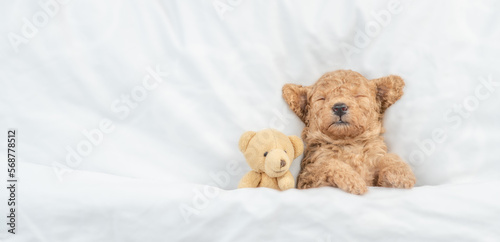 Newborn Toy Poodle puppy sleeps under white blanket on a bed at home with favorite toy bear. Top down view. Empty space for text