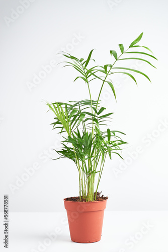 Home plant hamedorea or Areca palm in a clay brown pot on a white background. The concept of minimalism. Houseplants in a modern interior. Banner.
