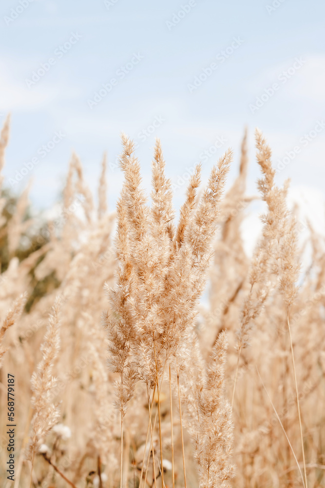 Fototapeta premium Pampas grass over blue sky background. Aesthetic nature photo, dry grass for poster