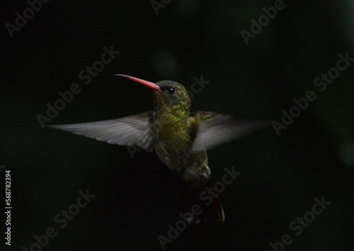 Colibri comun macho bebiendo en fondo oscuro  photo