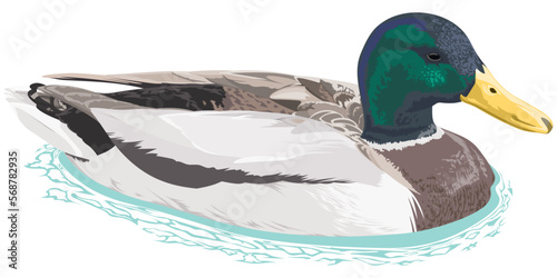 鴨（マガモ）　カラフルな水鳥