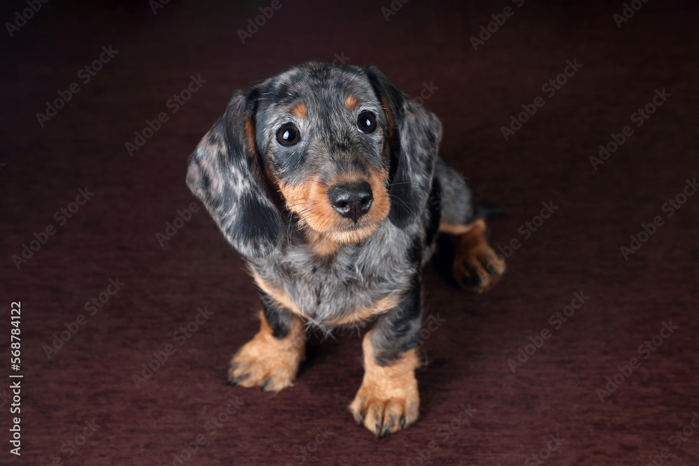 Cute little puppy of wirehaired dachshund on brown background Cute little puppy of wirehaired dachshund on brown background
