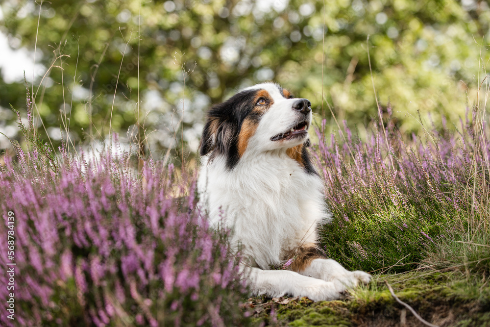 Obraz premium Australian Shepherd black-tri, Hund im Sommer beim Spaziergang in sommerlicher Umgebung, Freilauf ohne Leine