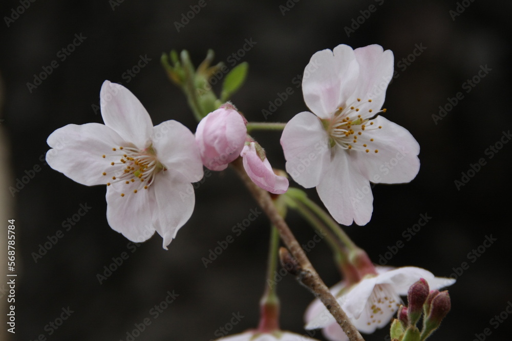 cherry blossom