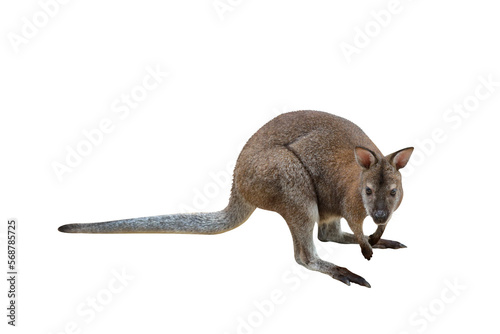 Macropus antilopinus kangaroo isolated on transparent background png file
