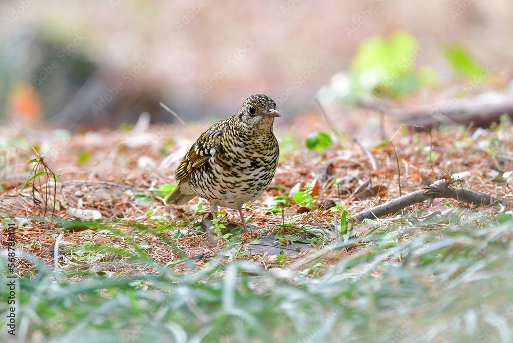 冬に雑木林や身近な公園にやってくる黄色いトラ模様をした渡り鳥、トラツグミ