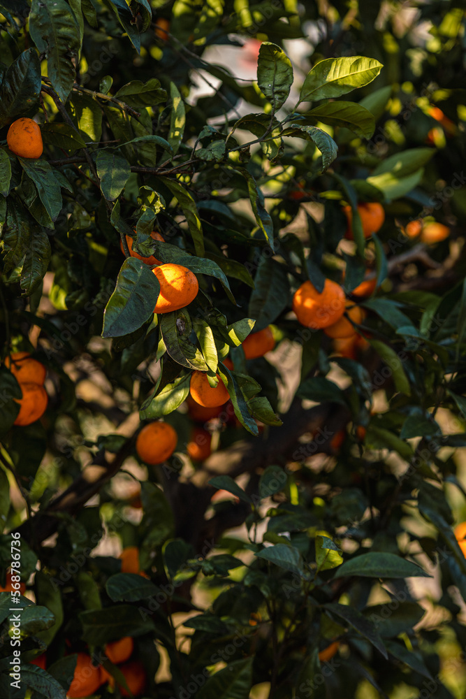 Ripe tangerines on a tree in a tangerine grove