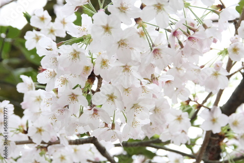 white cherry blossom