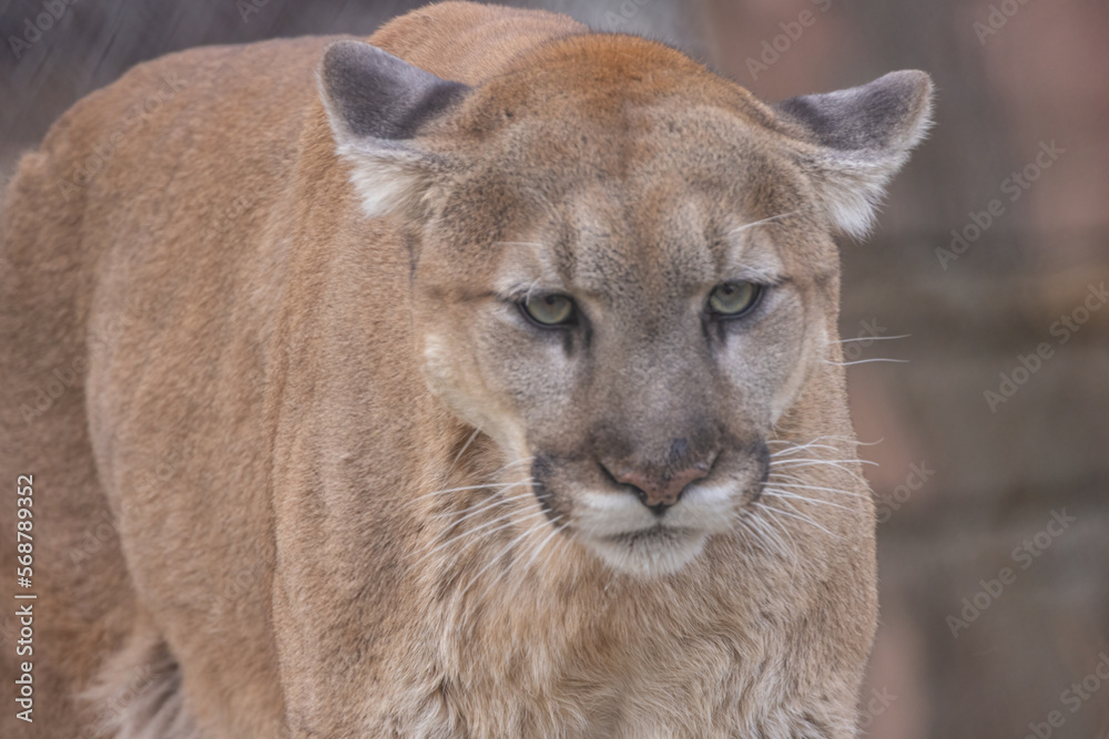 Naklejka premium Cougar Portrait. Mountain Lion or Puma Concolor