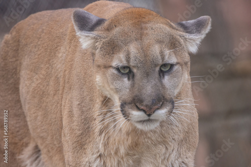 Cougar Portrait. Mountain Lion or Puma Concolor