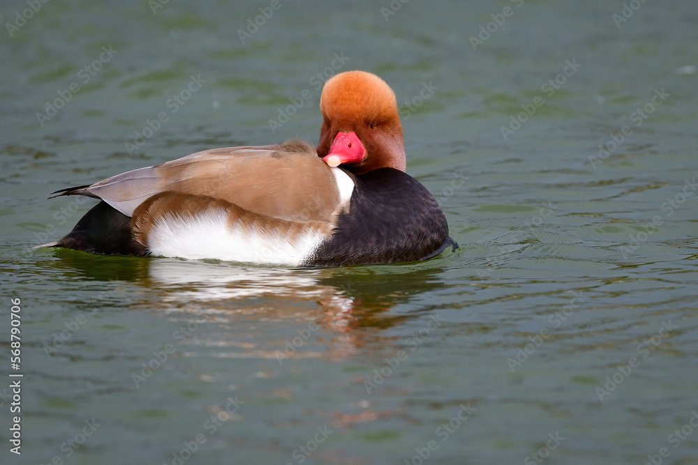 オレンジの頭、赤い嘴、黒い旨が目立つ珍しい冬の渡り鳥、アカハシハジロ オレンジの頭、赤い嘴、黒い旨が目立つ珍しい冬の渡り鳥、アカハシハジロ