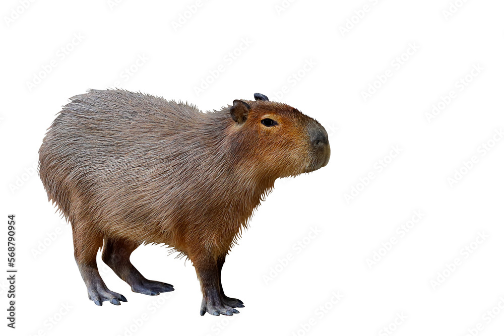 Capybara standing isolated on transparent background. Capybara standing isolated on transparent background.