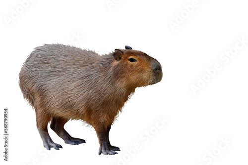 Capybara standing isolated on transparent background.	