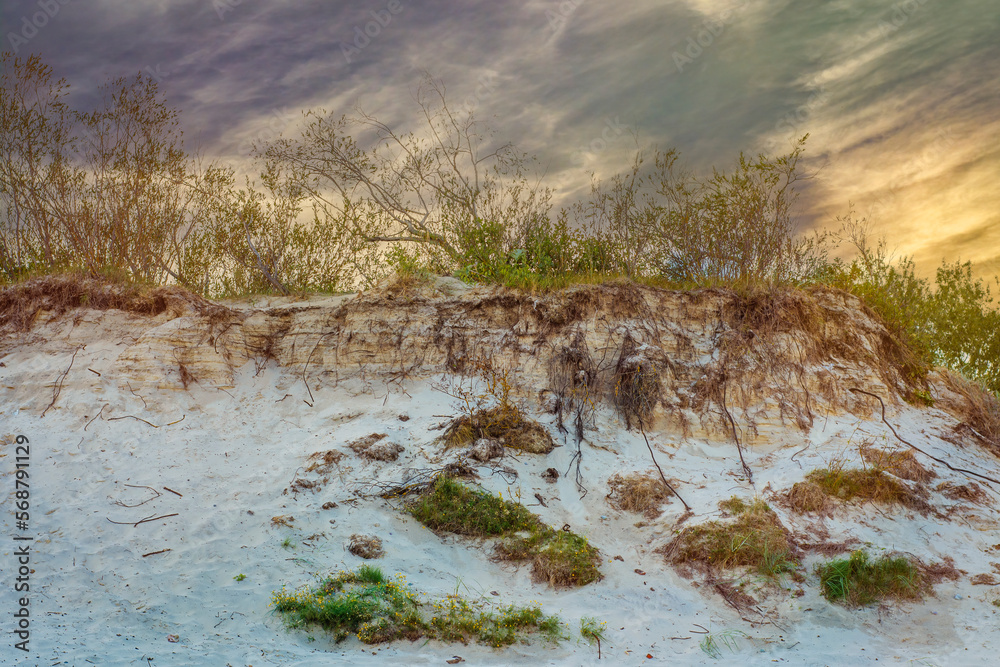 Coastal dry bushes growing on sand dunes against the backdrop of a formidable pre-storm sky. Coastal dry bushes growing on sand dunes against the backdrop of a formidable pre-storm sky.