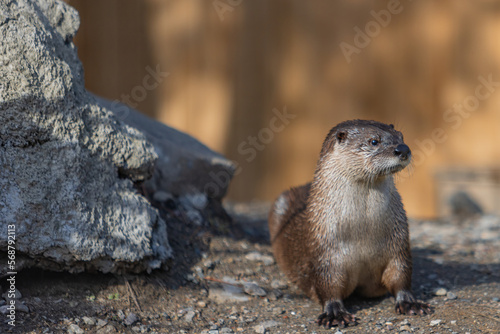 North American River Otter (Lontra Canadensis) Closeup Portrait.	