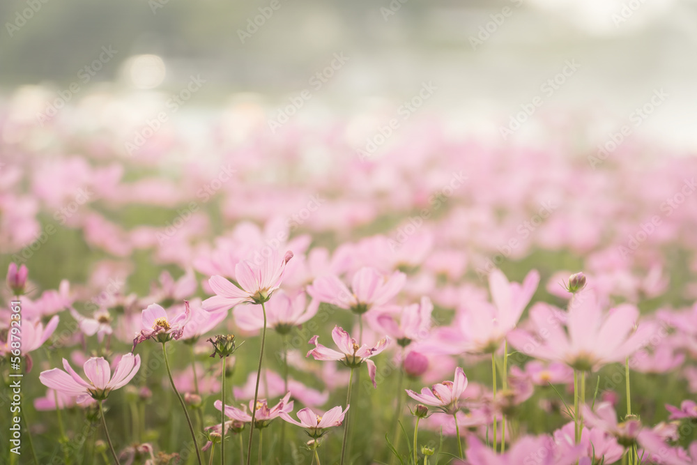 Pink cosmos flowers in the field with bokeh blurred background. Pink cosmos flowers in the field with bokeh blurred background.