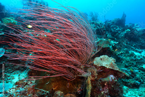 Soft and hard corals and fish in the underwater life of the oceans. photo