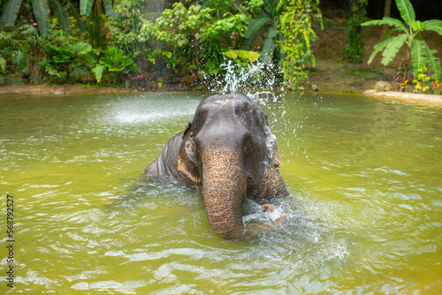 Bathing elephants in the jungle. Baby elephant splashes in the lake close-up.