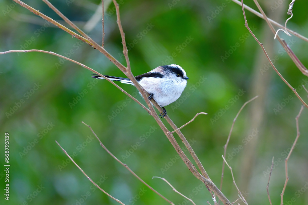 Fototapeta premium 公園で見られる身近な自然のアイドル、かわいい小鳥、エナガ