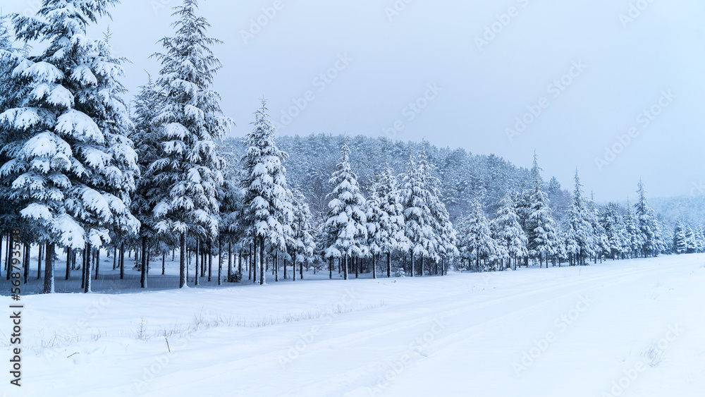 Obraz premium Winter landscape in the forest
