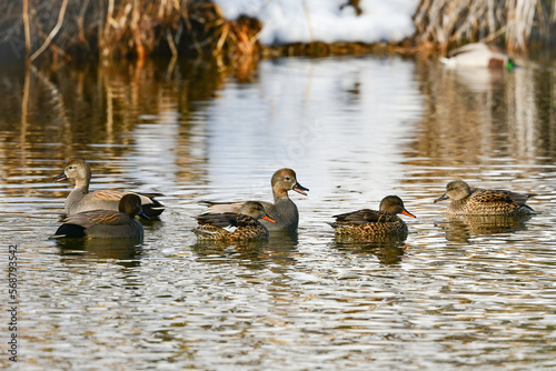 川や公園等、冬の水辺で見られるシックな羽をまとったオカヨシガモ