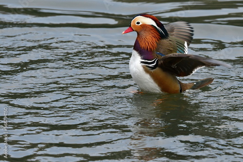 オレンジや紫など色鮮やかな羽衣をまとったとても美しい野鳥、オシドリ