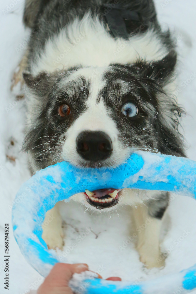 border collie dog playing with rubber ring close up photo on white snow background
