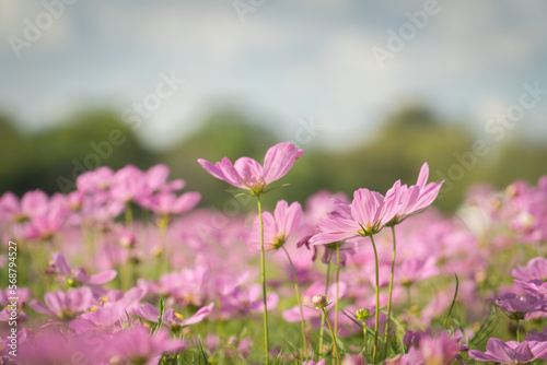 Pink cosmos flowers in the field with bokeh blurred background. © pornpun