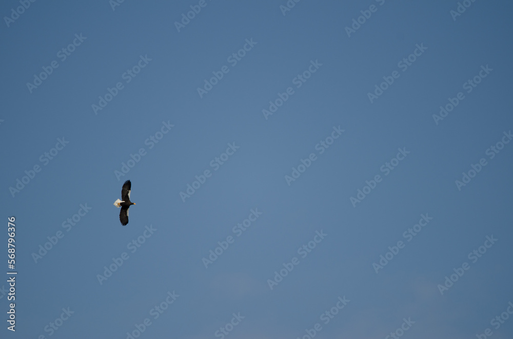 Steller's sea eagle Haliaeetus pelagicus in flight. Kiyosato. Okhotsk Subprefecture. Hokkaido. Japan. Steller's sea eagle Haliaeetus pelagicus in flight. Kiyosato. Okhotsk Subprefecture. Hokkaido. Japan.