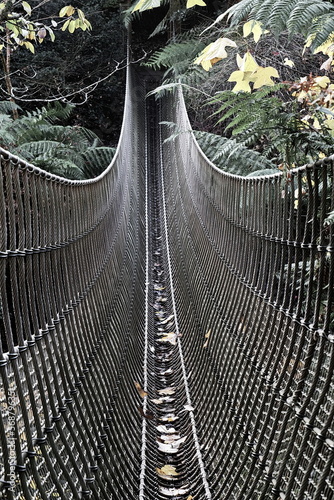 Rope bridge in jungle