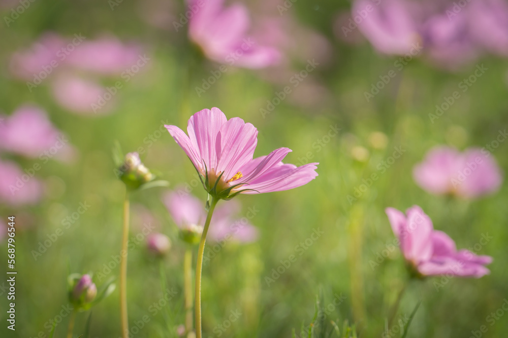 Pink cosmos flowers in the field with bokeh blurred background. Pink cosmos flowers in the field with bokeh blurred background.