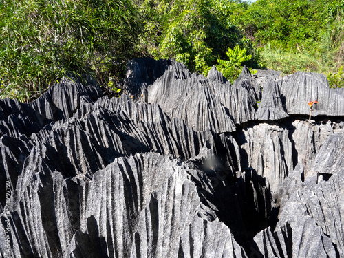 The sharp gray rocks of Tsinga Bemaraha, a UNESCO World Heritage Site above, are then green. Madagascar photo