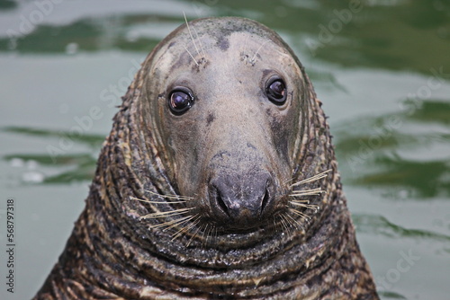 Sad old seal with wistful face © steve