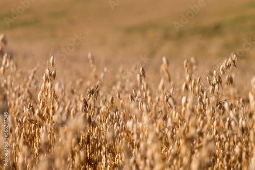 Organic oat field in the sun