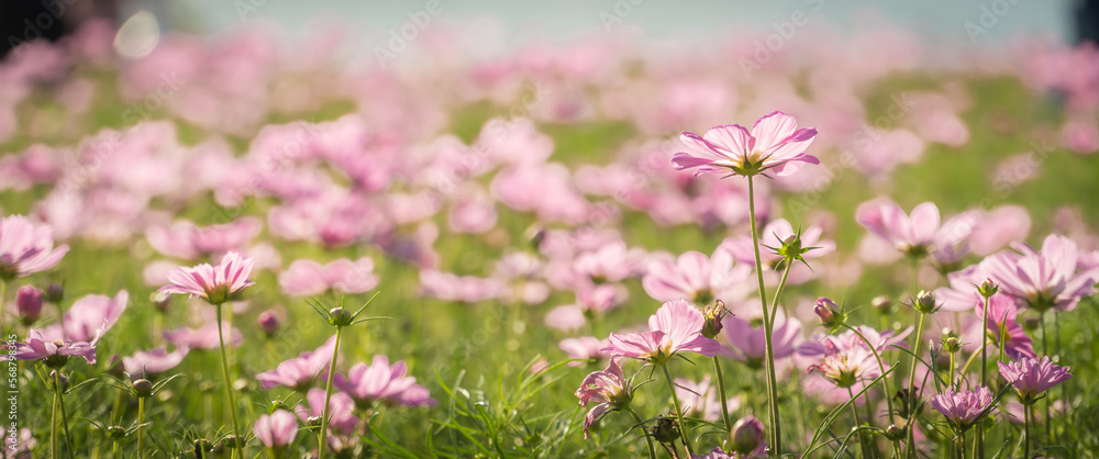 Pink cosmos flowers in the field with bokeh blurred background. Pink cosmos flowers in the field with bokeh blurred background.