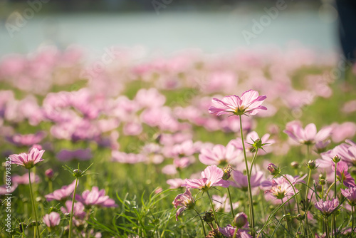 Pink cosmos flowers in the field with bokeh blurred background.