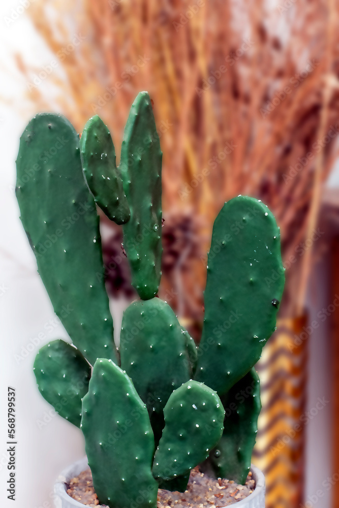 Cactuses in a pot in the interior. Selective focus. Cactuses in a pot in the interior. Selective focus.
