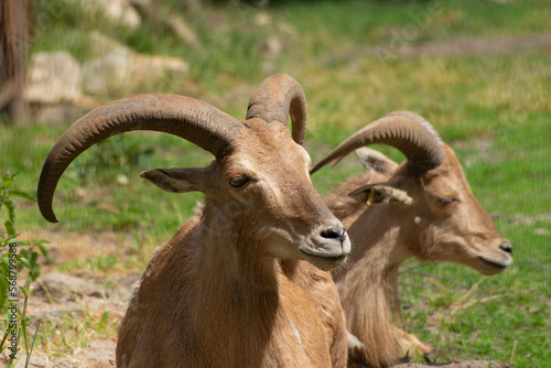 Close-up portrait of Tahr, Wild Goat the kind of Asian Artiodactyla that ungulates. Wild Mouflon on a green field.