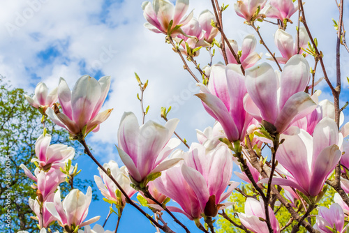 magnolia lush pink buds against the sky