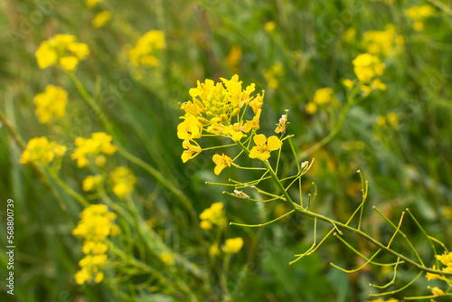 small yellow wildflowers plants nature thick grass