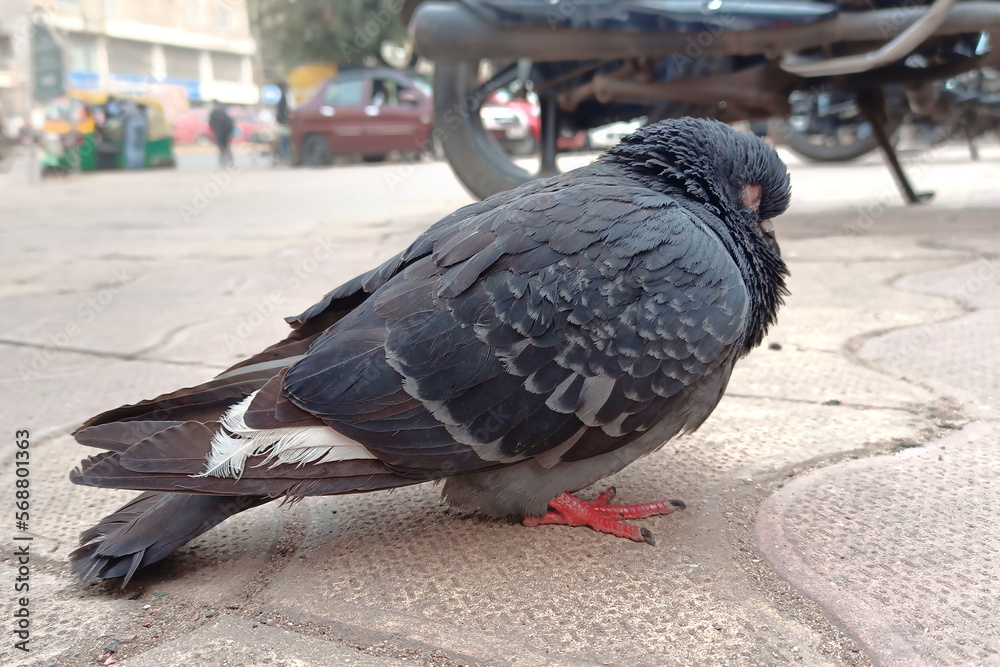 Obraz premium A homing pigeon is resting on the roadside car parking area