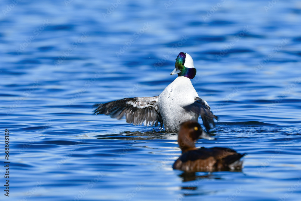 Fototapeta premium 多摩川に渡来した珍しいカモの仲間、虹色の頭が美しい人気者のヒメハジロ