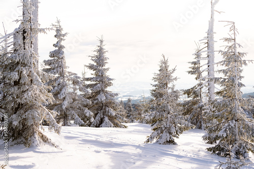 Winter forest on the skiing resort Spindleruv Mlyn, Krkonose, Czech Republic 